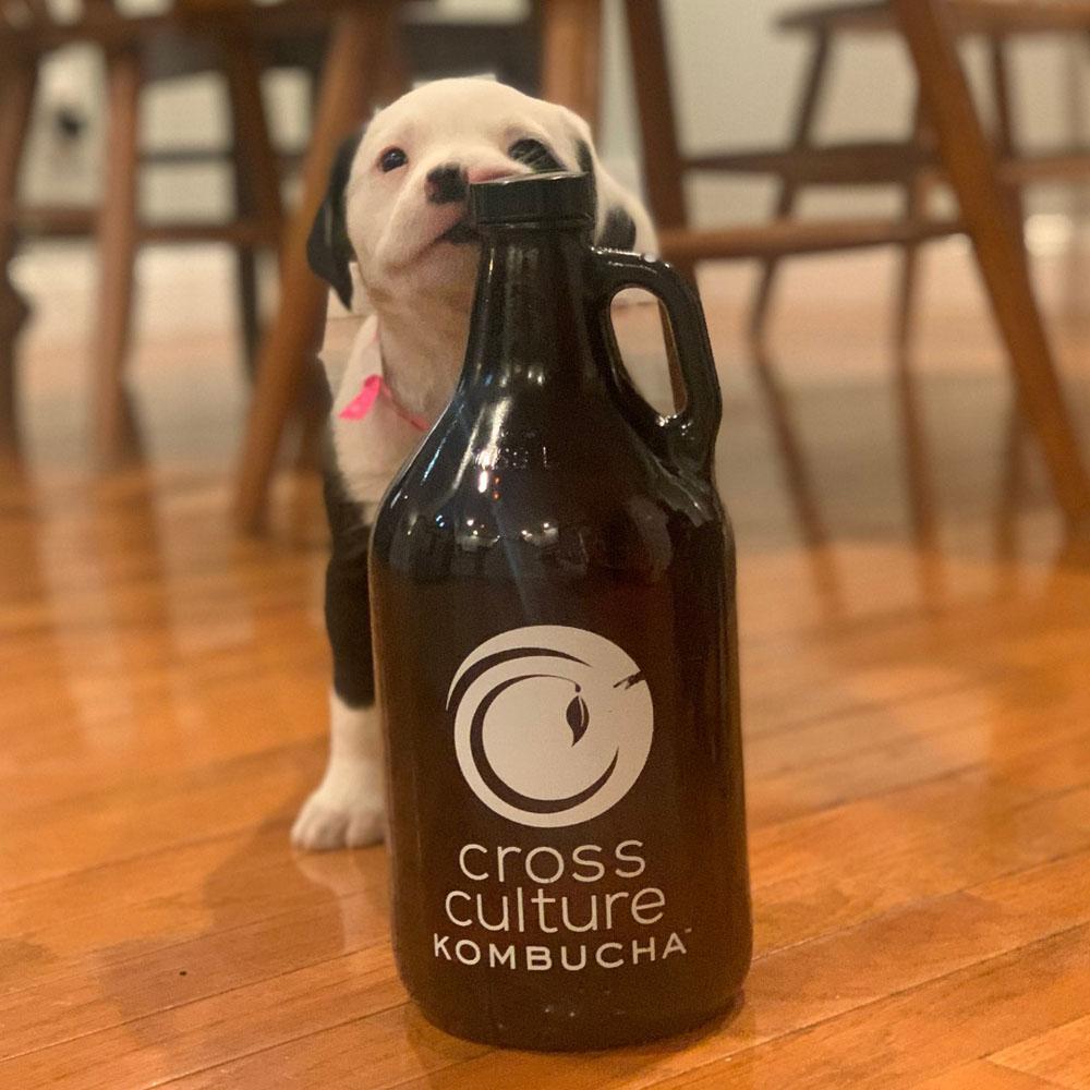 15bbl Kombucha Storage tank by Tiantai